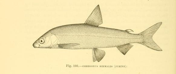 Gravenche Coregonus Hiemalis Ausgestorbene Fischart Infos Bilder